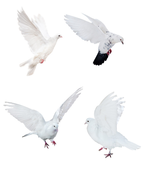 négy elszigetelt fehér galambok - Fotó, kép