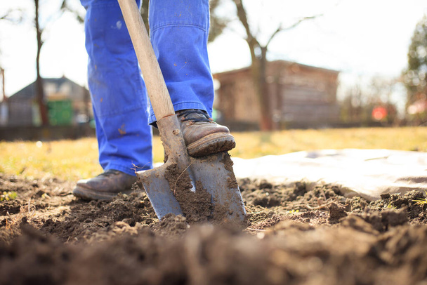 Senior man digging a garden for new plants after winter by spade, gardening concept - Foto, afbeelding