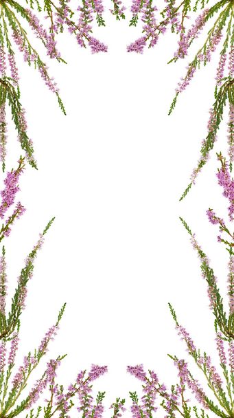isolated pink blossoming heather frame - Photo, Image