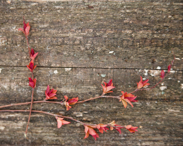 草地の芽と赤の若い葉を持つ小枝 - 写真・画像