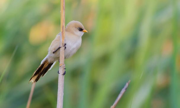 Panurus biarmicus, Bearded Reedling, Bearded tit. In the early morning, a young bird sits on a reed stalk near the river. - Photo, Image