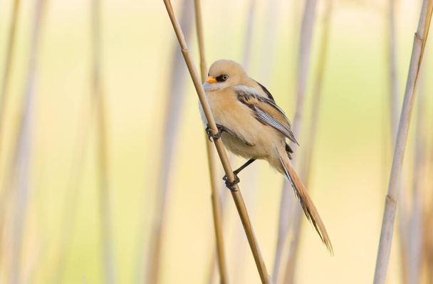 Panurus biarmicus, Bearded Reedling, Bearded tit. In the early morning, a young bird sits on a reed stalk near the river. - Фото, зображення