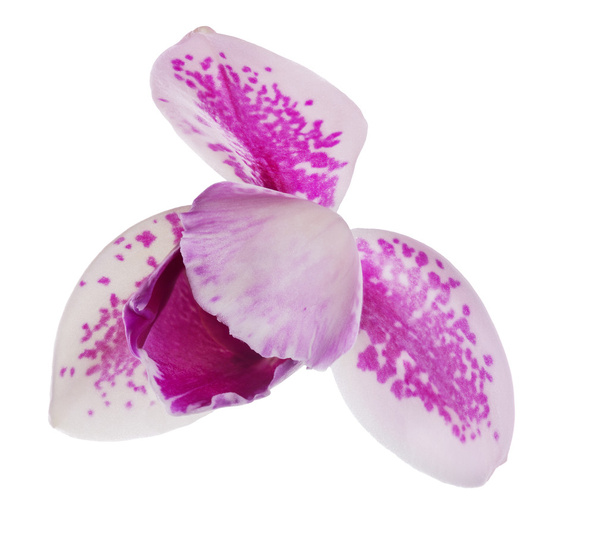 Üç yaprakları tek orkide çiçek pembe benekli - Fotoğraf, Görsel