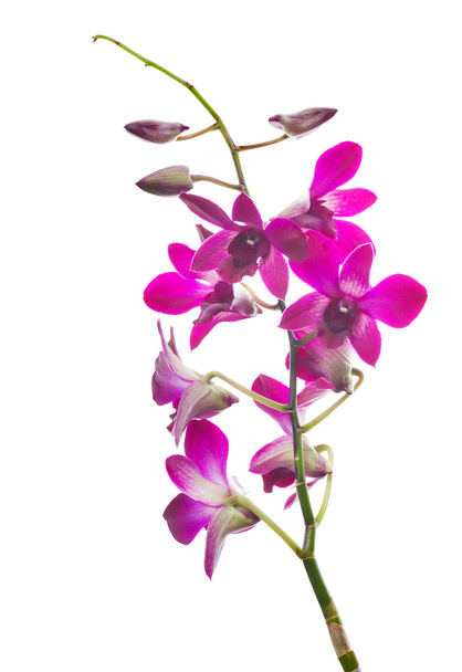 dunkelviolette Orchideenblüte Zweig auf weißem - Foto, Bild