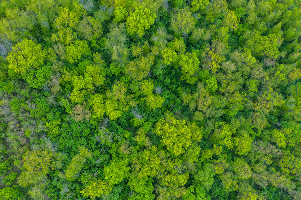 Fresh green trees in spring seen from above. Spring foliage. - Фото, изображение