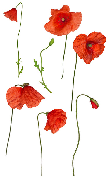 vad piros pipacs virágok kollekció - Fotó, kép