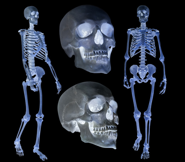 zestaw ludzkich szkieletów na czarnym tle - Zdjęcie, obraz