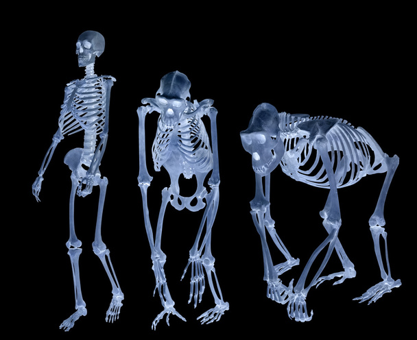 conjunto de tres esqueletos aislados en negro
 - Foto, imagen