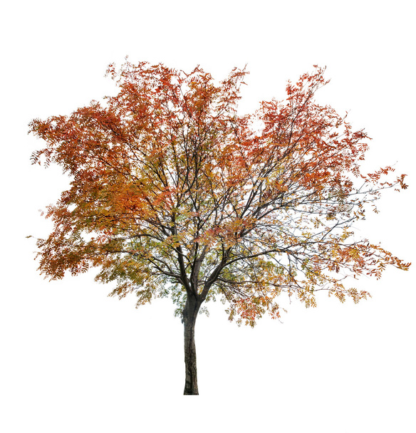 rowan arbre à la fin de l'automne sur blanc
 - Photo, image