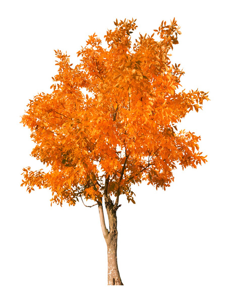 seul arbre d'automne orange isolé sur blanc
 - Photo, image
