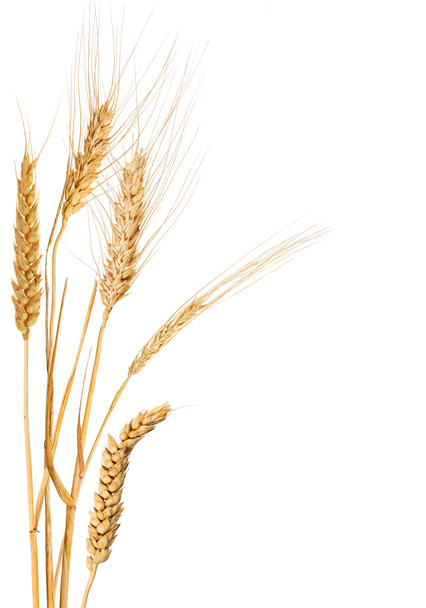 穀物の 5 つの耳と組成 - 写真・画像