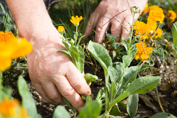 Χέρια του ενεργού ηλικιωμένου κάνει εργασίες στον κήπο κατά τη διάρκεια της όμορφης άνοιξης, gardning έννοια - Φωτογραφία, εικόνα