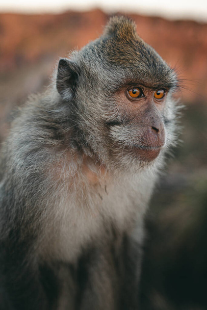 Portret małpy makakowy wschód słońca Batur point Bali Indonezja. Macaque długoogonowy Indonezja - Zdjęcie, obraz