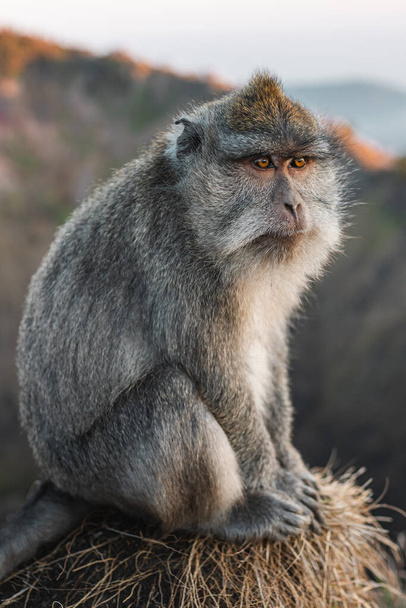 Opice portrét makak východ slunce Batur bod Bali Indonésie. Dlouhoocasá makaka Indonésie - Fotografie, Obrázek