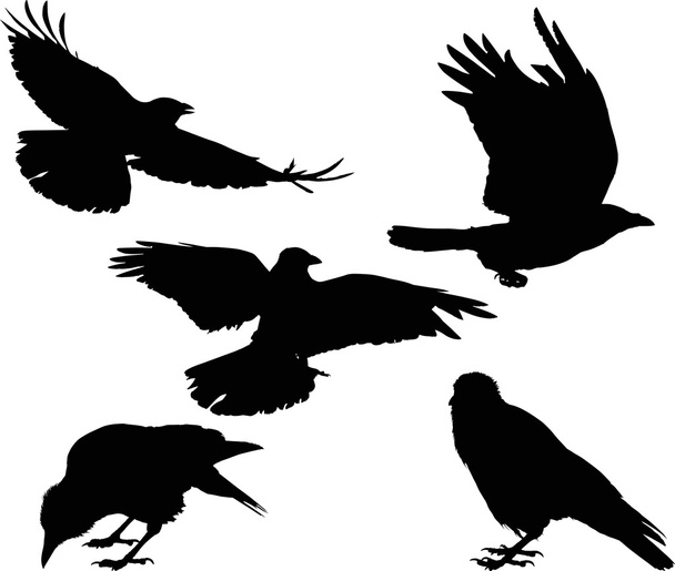 set of five crow silhouettes isolated on white - Vector, Image