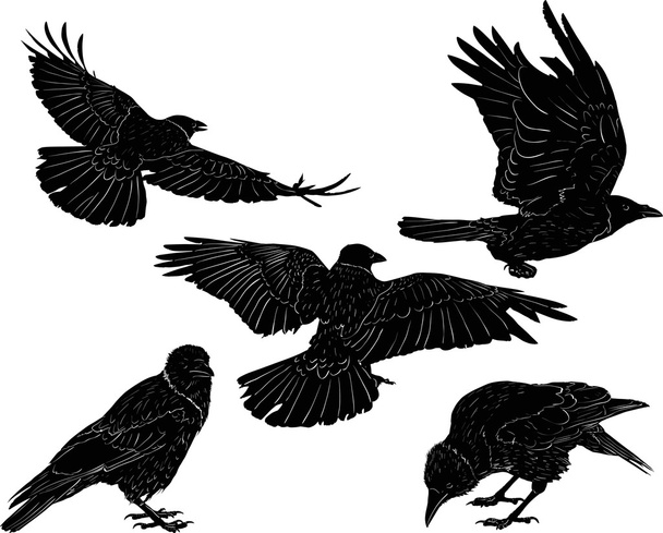 set of five black crows isolated on white - Vector, Image