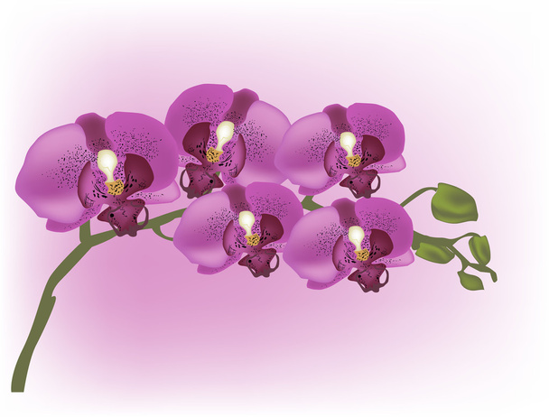 dunkel lila Orchidee auf hellrosa Hintergrund - Vektor, Bild
