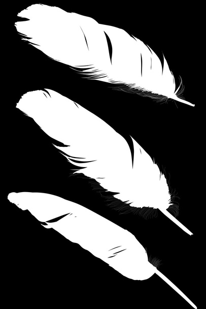 три белых перьев изолированы на черном фоне
 - Вектор,изображение