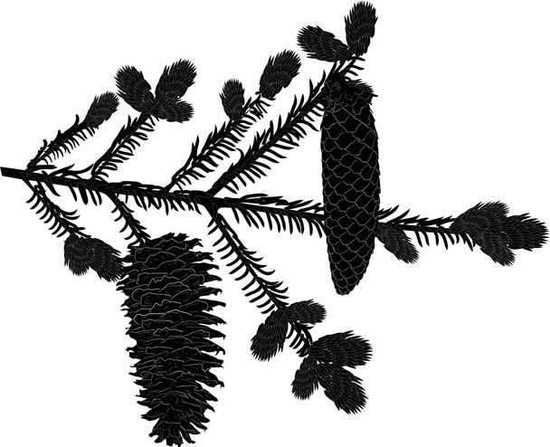 isolado dois cones na silhueta ramo abeto
 - Vetor, Imagem