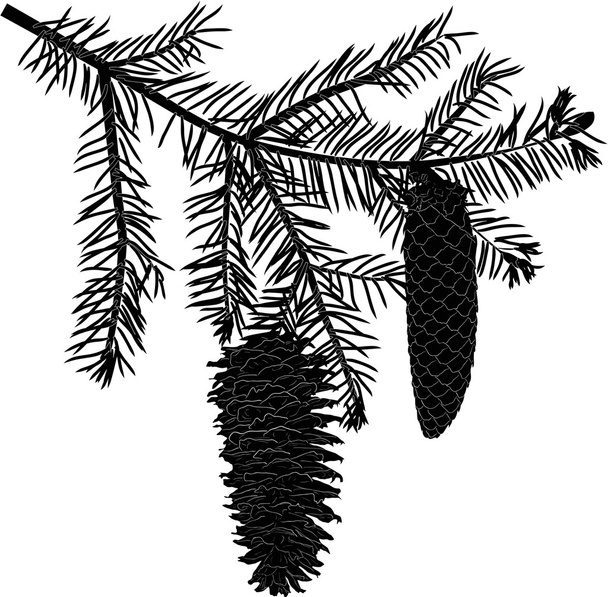 rama de abeto negro con dos conos en blanco
 - Vector, Imagen