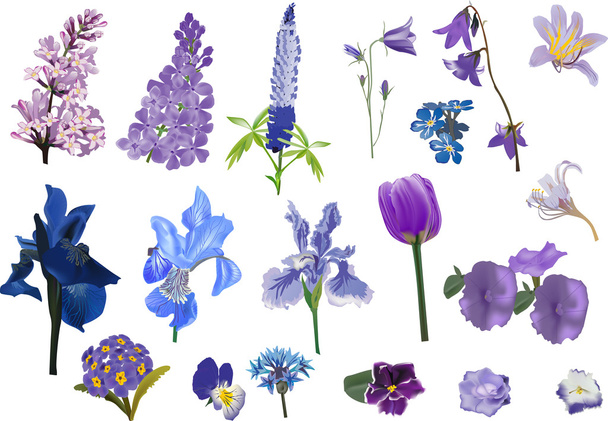 Kollektion isolierter violetter Blumen - Vektor, Bild