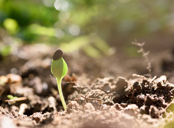 Арбуз растет из черной почвы с солнечным светом в утреннее весеннее время
 - Фото, изображение