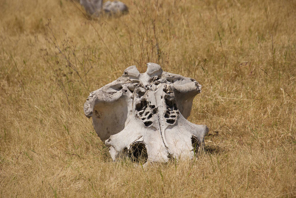 crânio de animal em uma estepe em algum lugar na áfrica
 - Foto, Imagem