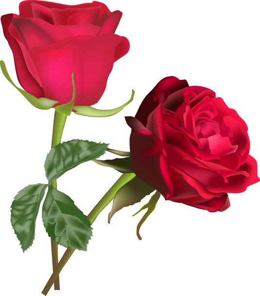 twee donkere rode geïsoleerde rozen - Vector, afbeelding