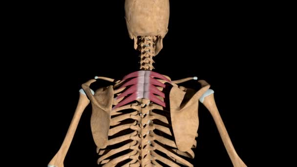 Ten film pokazuje mięśnie serratus tylnej górnej na szkielecie - Materiał filmowy, wideo