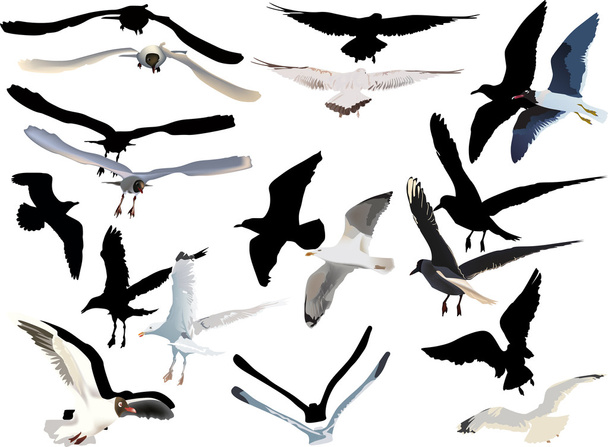 gulls collection on white background - Vector, Image