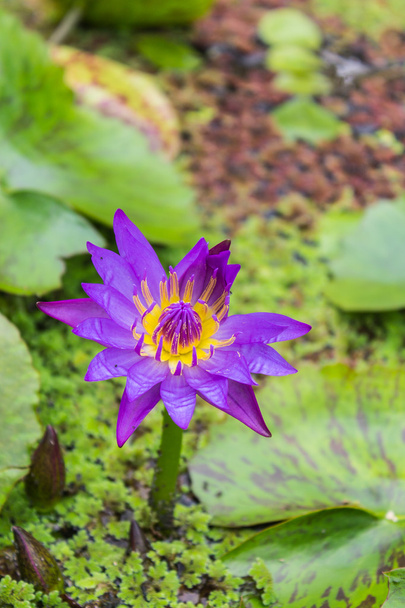 Lotus im Teich - Foto, Bild