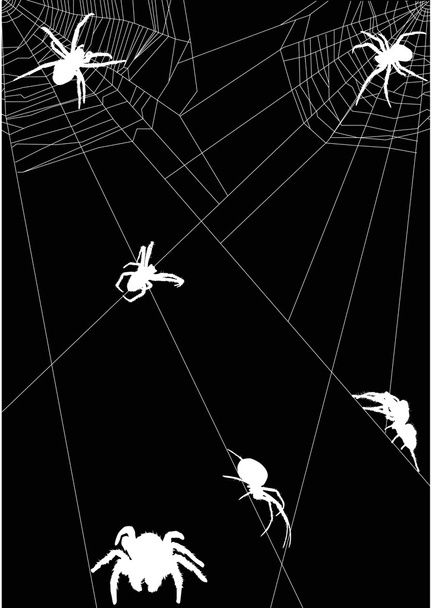 шесть белых пауков в веб-иллюстрации
 - Вектор,изображение