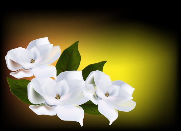 három magnolia virágot a sötét háttér - Vektor, kép