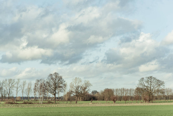 Голые деревья в сельской местности под облачным небом
. - Фото, изображение