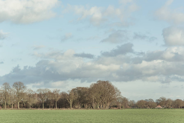 Árboles desnudos y casa en el campo soleado con cielo azul nublado
. - Foto, imagen