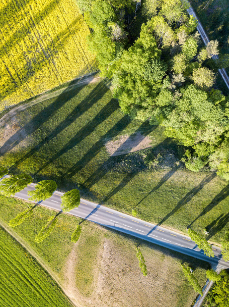 Aerial image of trees at the street sides casting shadows on the flowering yellow rape field and green meadow in sunset hours - Fotografie, Obrázek