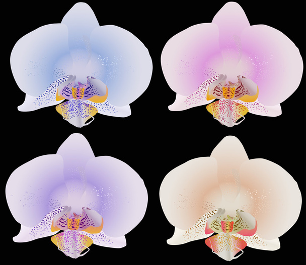 four colors orchids on black - Vector, Image