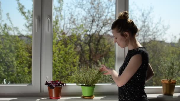 Young woman cuts thyme sprouts at home on a windowsill - Felvétel, videó