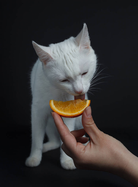 White cat eats an orange on a black background - Photo, Image
