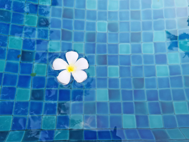 Λευκά πέταλα ευωδιαστού λουλουδιού Plumeria σε κυματιστά γαλαζοπράσινα νερά στην πισίνα πάνω από μπλε χρωματιστά πλακάκια με απαλό φως αντανάκλασης της ηλιοφάνειας - Φωτογραφία, εικόνα