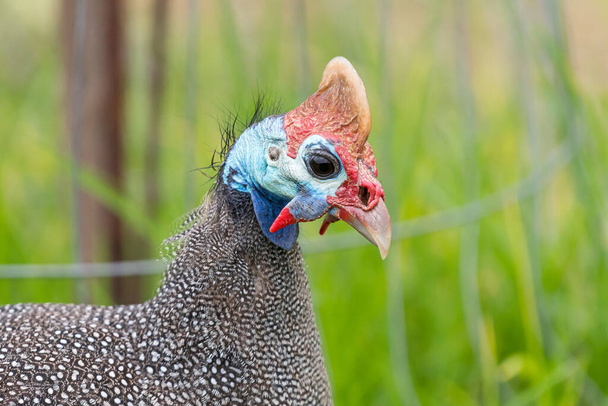 Close-up of the face of a helmeted guineafowl, Numida meleagris - Photo, Image