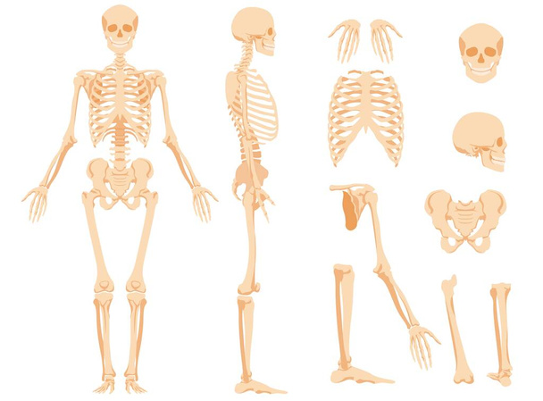 Das vollständige anatomische Skelett einer Person und einzelne Knochen - Vektor, Bild