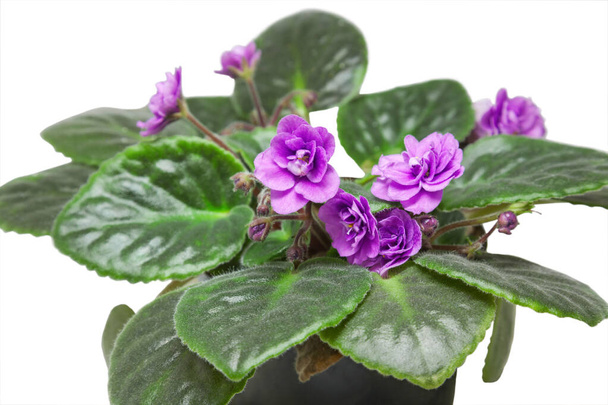 Indoor violets on a white background - Photo, Image