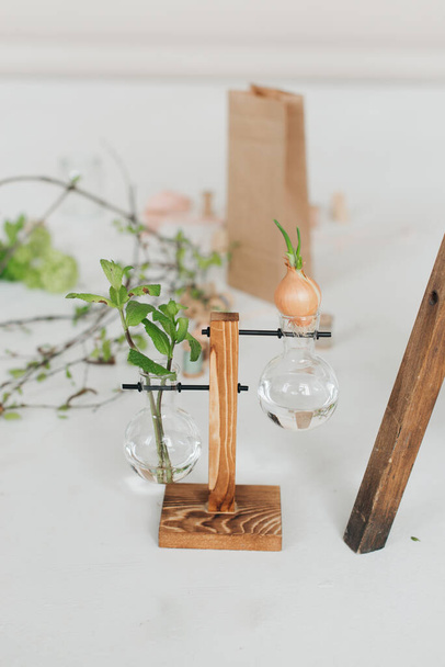 hydroponic vase with seedlings, plants, seedlings, test tubes, hydroponics, vase with plants, minimalism - Photo, image