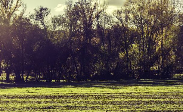 Piękny krajobraz zielonego pola z gołymi drzewami w tle w słoneczny dzień - Zdjęcie, obraz