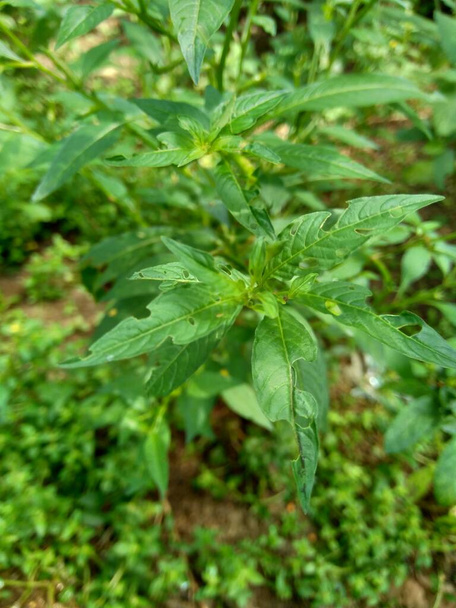 Gros plan vert Jussiaea linifolia (Fissendocarpa linifolia, Ludwigia linifolia, Ludwigia hyssopifolia) avec fond naturel
. - Photo, image