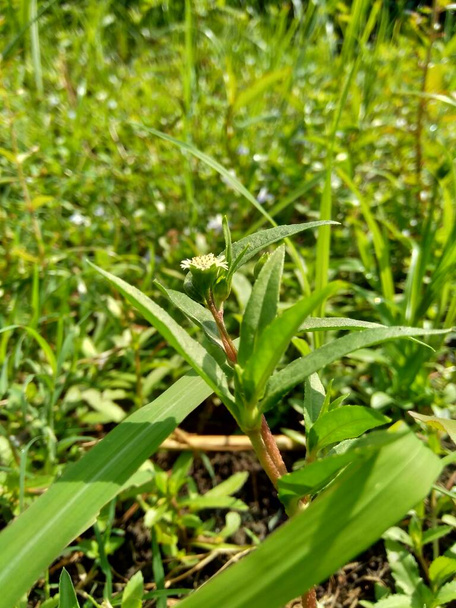 Zamknij zielone Jussiaea linifolia (Fissendocarpa linifolia, Ludwigia linifolia, Ludwigia hyssopifolia) z naturalnym tłem. - Zdjęcie, obraz