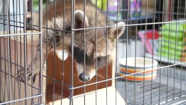 Curious raccoon in small cage on pet market. Cute raccoon sitting on wooden box and looking out small cage while being kept in captivity on Chatuchak Market in Bangkok, Thailand - Footage, Video