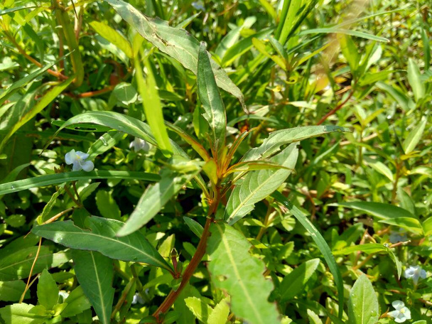 Primer plano verde Jussiaea linifolia (Fissendocarpa linifolia, Ludwigia linifolia, Ludwigia hyssopifolia) con fondo natural
. - Foto, Imagen