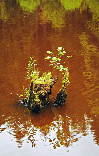 Ruskea järvi
 - Valokuva, kuva